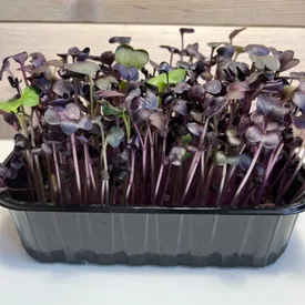 Микрозелень редиса санго (фиолетовый)